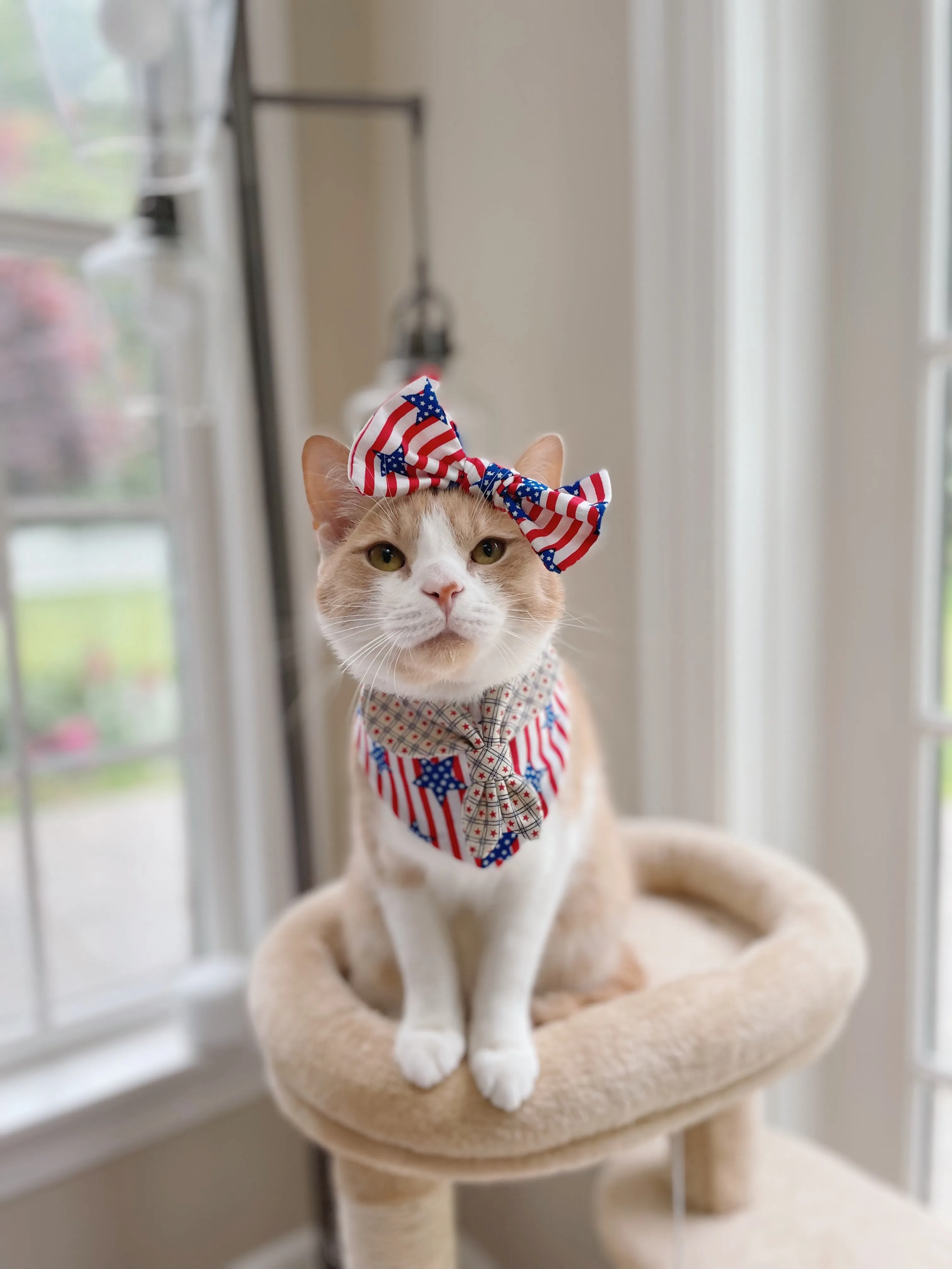 Scouts Bandana | All American Pup